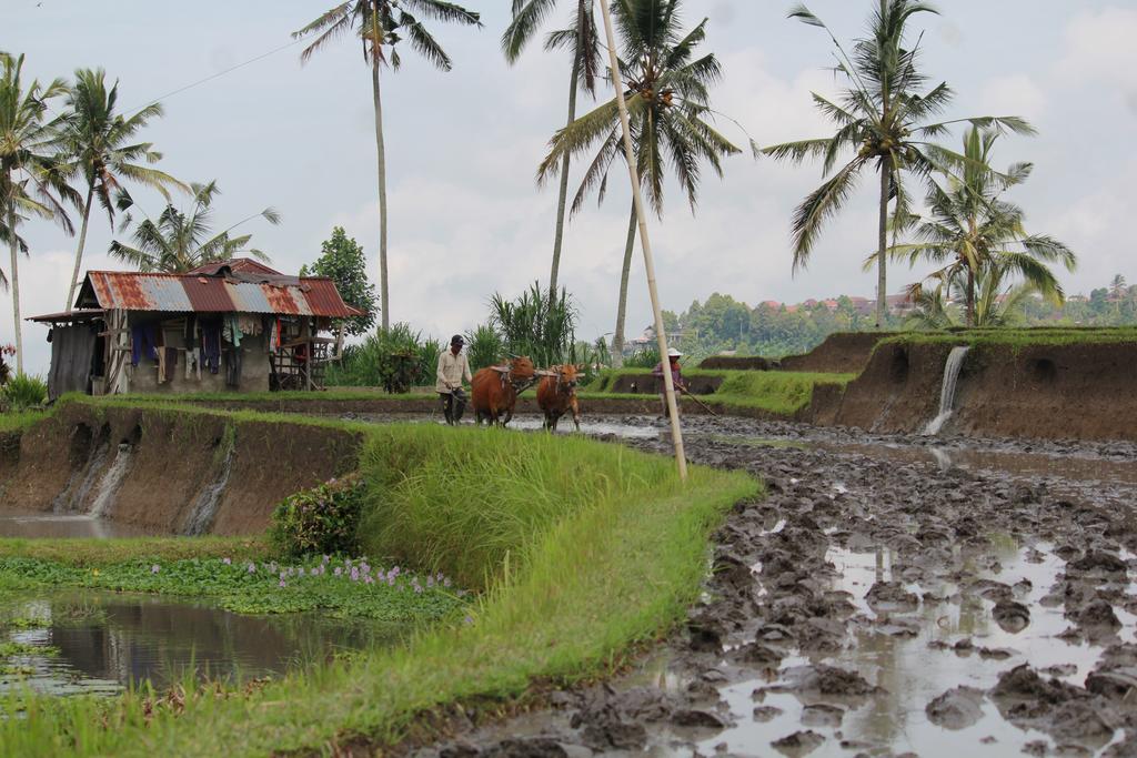 Melanting Cottages Munduk  Ngoại thất bức ảnh